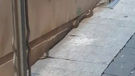 Un vecino graba a una culebra deslizándose al lado del Centro Social de Sax a plena luz del día
