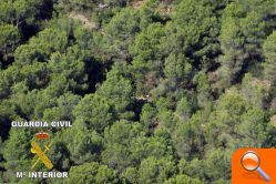 Ocultaban en la montaña una plantación de cerca de 2000 plantas de marihuana - (foto 2) Ocultaban en la montaña una plantación de cerca de 2000 plantas de marihuana - (foto 2)