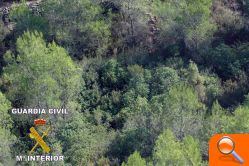 Ocultaban en la montaña una plantación de cerca de 2000 plantas de marihuana - (foto 4) Ocultaban en la montaña una plantación de cerca de 2000 plantas de marihuana - (foto 4)