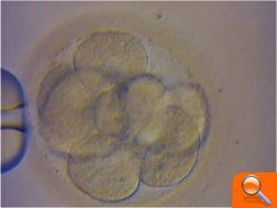 La Comunitat Valenciana obtiene la primera línea celular en Europa sin destruir el embrión