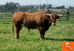 Entrevista a  Lluis Castellet,  President de la Comissió del Bou - (foto 3)