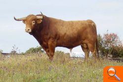 Entrevista a  Lluis Castellet,  President de la Comissió del Bou - (foto 7)