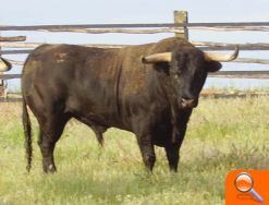 Entrevista a  Lluis Castellet,  President de la Comissió del Bou - (foto 6)