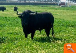 Entrevista a  Lluis Castellet,  President de la Comissió del Bou - (foto 5)