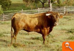 Entrevista a  Lluis Castellet,  President de la Comissió del Bou - (foto 4)