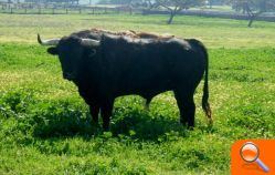 Entrevista a  Lluis Castellet,  President de la Comissió del Bou - (foto 8)