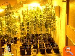 Culmina una operación contra el tráfico de drogas en Paterna con la detención de todos los miembros de una red y el desmantelamiento de un laboratorio de marihuana - (foto 2)
