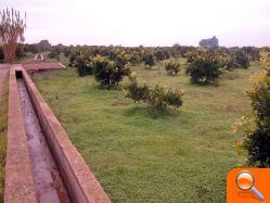 Siguen produciéndose altas en la Comunidad de Regantes tras años de abandonos por la crisis citrícola y la "solarina" - (foto 2)