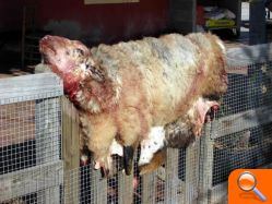 Sacrifican a varios animales de granja, incluida una oveja, en una alquería de las afueras de Burriana para llevarse la carne - (foto 11) Sacrifican a varios animales de granja, incluida una oveja, en una alquería de las afueras de Burriana para llevarse la carne - (foto 11)