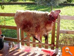 Sacrifican a varios animales de granja, incluida una oveja, en una alquería de las afueras de Burriana para llevarse la carne - (foto 10) Sacrifican a varios animales de granja, incluida una oveja, en una alquería de las afueras de Burriana para llevarse la carne - (foto 10)