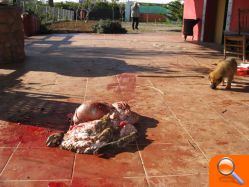 Sacrifican a varios animales de granja, incluida una oveja, en una alquería de las afueras de Burriana para llevarse la carne - (foto 9) Sacrifican a varios animales de granja, incluida una oveja, en una alquería de las afueras de Burriana para llevarse la carne - (foto 9)