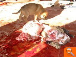Sacrifican a varios animales de granja, incluida una oveja, en una alquería de las afueras de Burriana para llevarse la carne - (foto 8) Sacrifican a varios animales de granja, incluida una oveja, en una alquería de las afueras de Burriana para llevarse la carne - (foto 8)