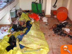 Sacrifican a varios animales de granja, incluida una oveja, en una alquería de las afueras de Burriana para llevarse la carne - (foto 7) Sacrifican a varios animales de granja, incluida una oveja, en una alquería de las afueras de Burriana para llevarse la carne - (foto 7)