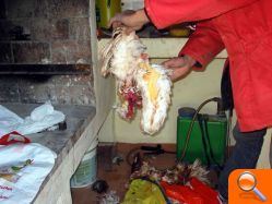 Sacrifican a varios animales de granja, incluida una oveja, en una alquería de las afueras de Burriana para llevarse la carne - (foto 6) Sacrifican a varios animales de granja, incluida una oveja, en una alquería de las afueras de Burriana para llevarse la carne - (foto 6)