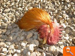 Sacrifican a varios animales de granja, incluida una oveja, en una alquería de las afueras de Burriana para llevarse la carne - (foto 5) Sacrifican a varios animales de granja, incluida una oveja, en una alquería de las afueras de Burriana para llevarse la carne - (foto 5)