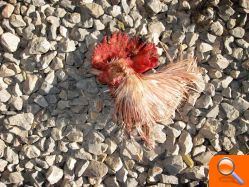Sacrifican a varios animales de granja, incluida una oveja, en una alquería de las afueras de Burriana para llevarse la carne - (foto 4) Sacrifican a varios animales de granja, incluida una oveja, en una alquería de las afueras de Burriana para llevarse la carne - (foto 4)