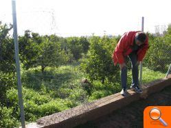 Sacrifican a varios animales de granja, incluida una oveja, en una alquería de las afueras de Burriana para llevarse la carne - (foto 3) Sacrifican a varios animales de granja, incluida una oveja, en una alquería de las afueras de Burriana para llevarse la carne - (foto 3)