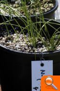 Medio Ambiente planta 100 ejemplares de una especie en peligro de extinción en el Montgó - (foto 2)