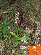 Técnicos de Medio Ambiente detectan la mayor población de Orchis collina de la Comunitat - (foto 2)