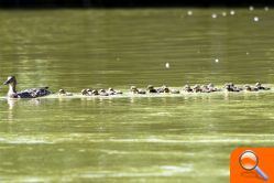 Técnicos de Medio Ambiente constatan el inicio de las nidificaciones en el Parc Natural de l’Albufera - (foto 2)