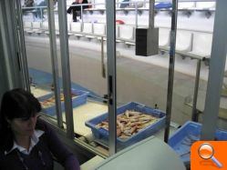 El sector pesquero de Burriana no ve futuro si no les autorizan a faenar a partir de las tres millas de la costa en aguas de Valencia - (foto 2)