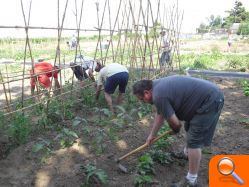 Los nuevos agricultores de Godella riegan por primera vez - (foto 3)