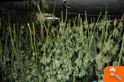 La Guardia Civil desmantela una plantación ilegal de marihuana - (foto 4)