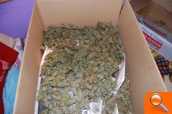 La Guardia Civil desmantela una plantación ilegal de marihuana - (foto 3)