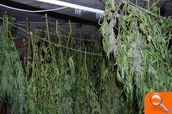 La Guardia Civil desmantela una plantación ilegal de marihuana - (foto 2)