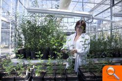 La UJI da respuesta al problema de la sequía al obtener árboles de cítricos más resistentes a partir de mutaciones genéticas - (foto 3)