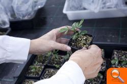 La UJI da respuesta al problema de la sequía al obtener árboles de cítricos más resistentes a partir de mutaciones genéticas - (foto 2)