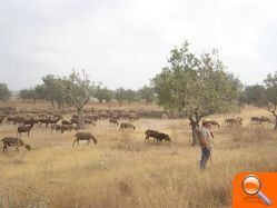 El Ayuntamiento obliga a un pastor a pagar 612 euros por utilizar terrenos públicos para que paste su rebaño - (foto 2)