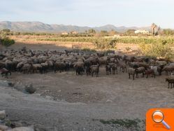 El Ayuntamiento obliga a un pastor a pagar 612 euros por utilizar terrenos públicos para que paste su rebaño - (foto 3)