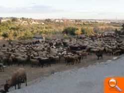 El Ayuntamiento obliga a un pastor a pagar 612 euros por utilizar terrenos públicos para que paste su rebaño - (foto 4)