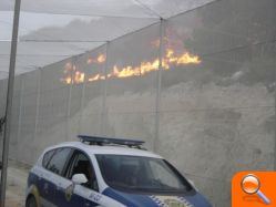 Un incendio en Sierra Escalona calcina 4 hectáreas de pino carrasco y zona protegida para las aves - (foto 4)