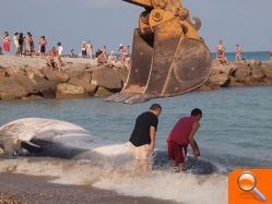 Una ballena llega a la playa de Moncofa - (foto 7)