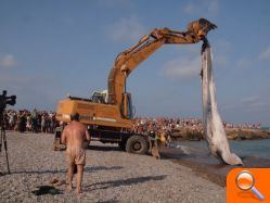 Una ballena llega a la playa de Moncofa - (foto 6)