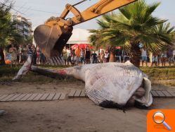 Una ballena llega a la playa de Moncofa - (foto 4)