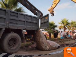 Una ballena llega a la playa de Moncofa - (foto 3)