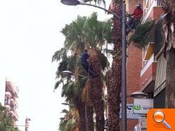 El Ayuntamiento procede a la poda de más de 300 palmeras "washintonia" en las calles Alicante y Ancha de Castellar 