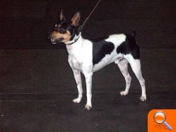 Un ejemplar de Ratonero Valenciano de Burriana se alza con el premio del Campeonato Canino de España - (foto 4)