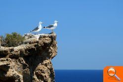 Infraestructuras y Medio Ambiente realiza un control y seguimiento de las aves nidificantes de las Columbretes