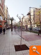 El PSPV cuestiona la sustitución de palmeras por árboles de baja calidad paisajística en el centro de Castellón - (foto 3)