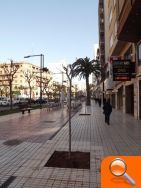 El PSPV cuestiona la sustitución de palmeras por árboles de baja calidad paisajística en el centro de Castellón - (foto 4)