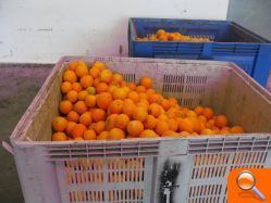 La Guardia Civil detiene a un individuo por el hurto de unos 75.000 kgs de naranjas de un campo de La Safor - (foto 2) La Guardia Civil detiene a un individuo por el hurto de unos 75.000 kgs de naranjas de un campo de La Safor - (foto 2)