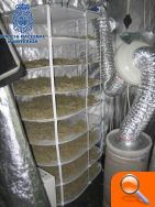 La Policía ha desmantelado un “laboratorioinvernadero” para el cultivo de marihuana - (foto 2)