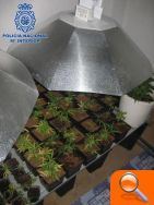 La Policía ha desmantelado un “laboratorioinvernadero” para el cultivo de marihuana - (foto 3)