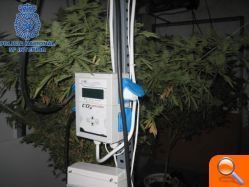La Policía ha desmantelado un “laboratorioinvernadero” para el cultivo de marihuana - (foto 4)