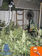 La Policía ha desmantelado un “laboratorioinvernadero” para el cultivo de marihuana - (foto 5)