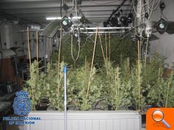 La Policía ha desmantelado un “laboratorioinvernadero” para el cultivo de marihuana - (foto 6)